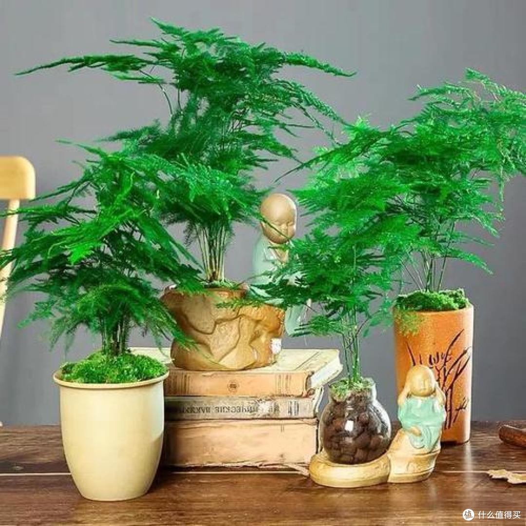 10月后,家里的花草“剃光头”,下手要快、准、狠,长势才旺