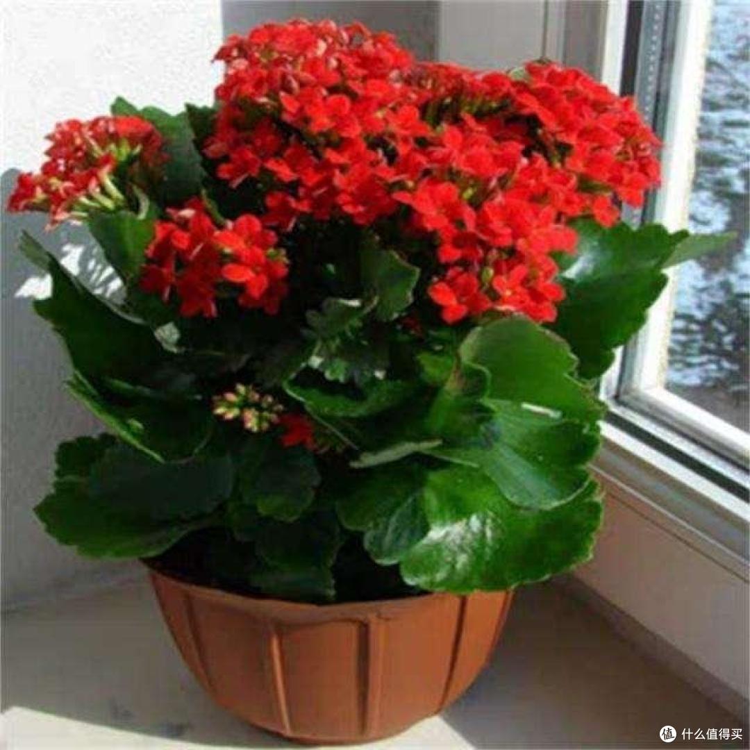10月后,家里的花草“剃光头”,下手要快、准、狠,长势才旺