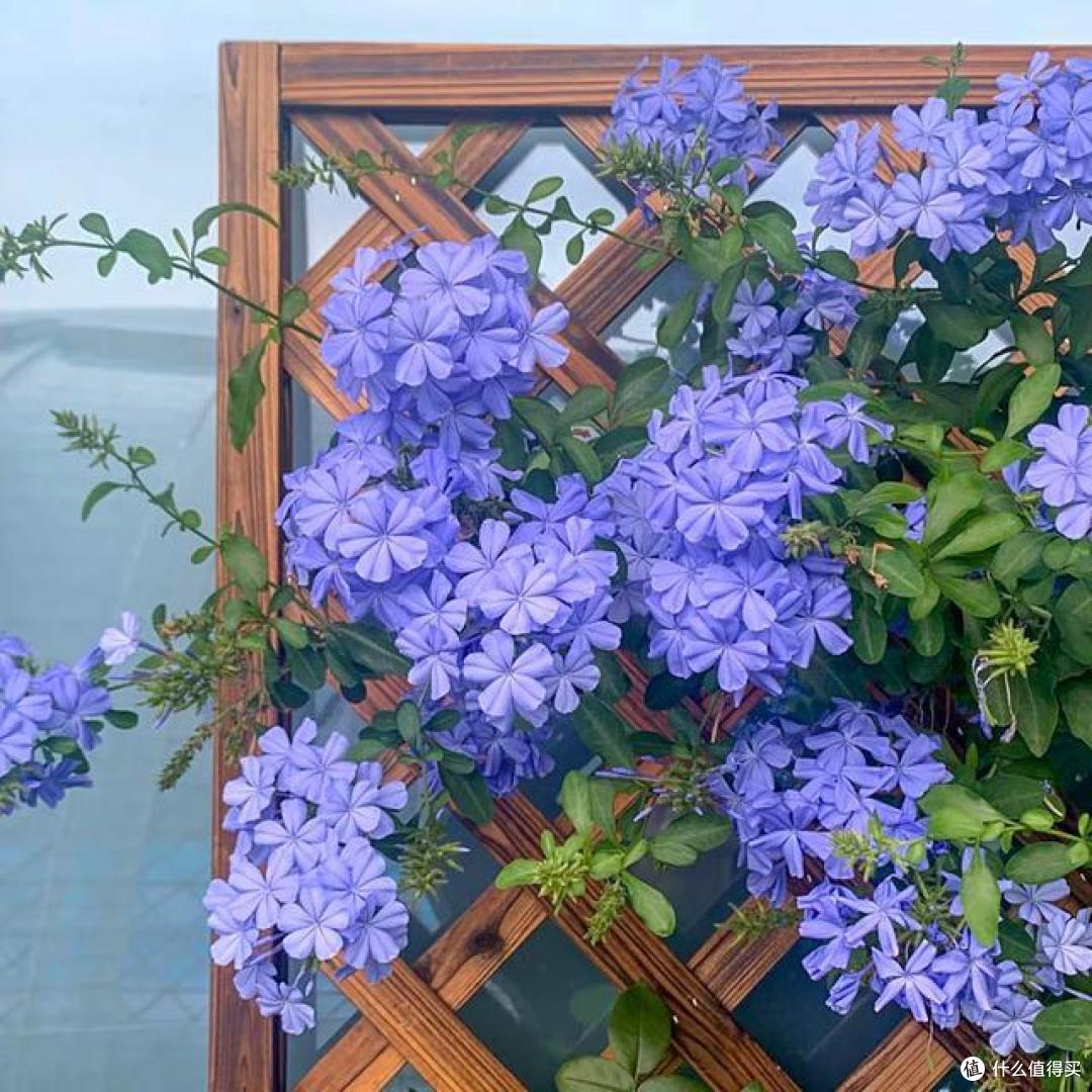 10月后,家里的花草“剃光头”,下手要快、准、狠,长势才旺