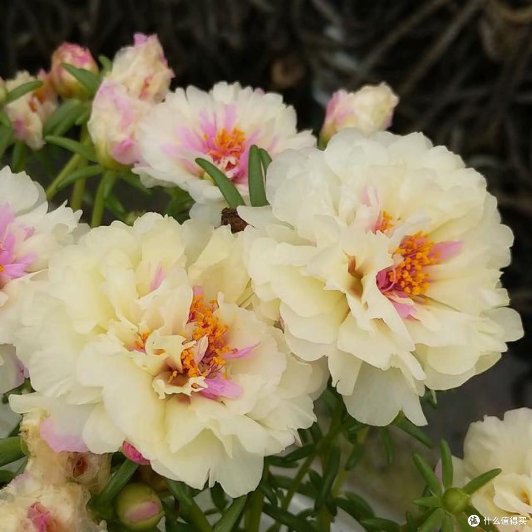 10月后,家里的花草“剃光头”,下手要快、准、狠,长势才旺