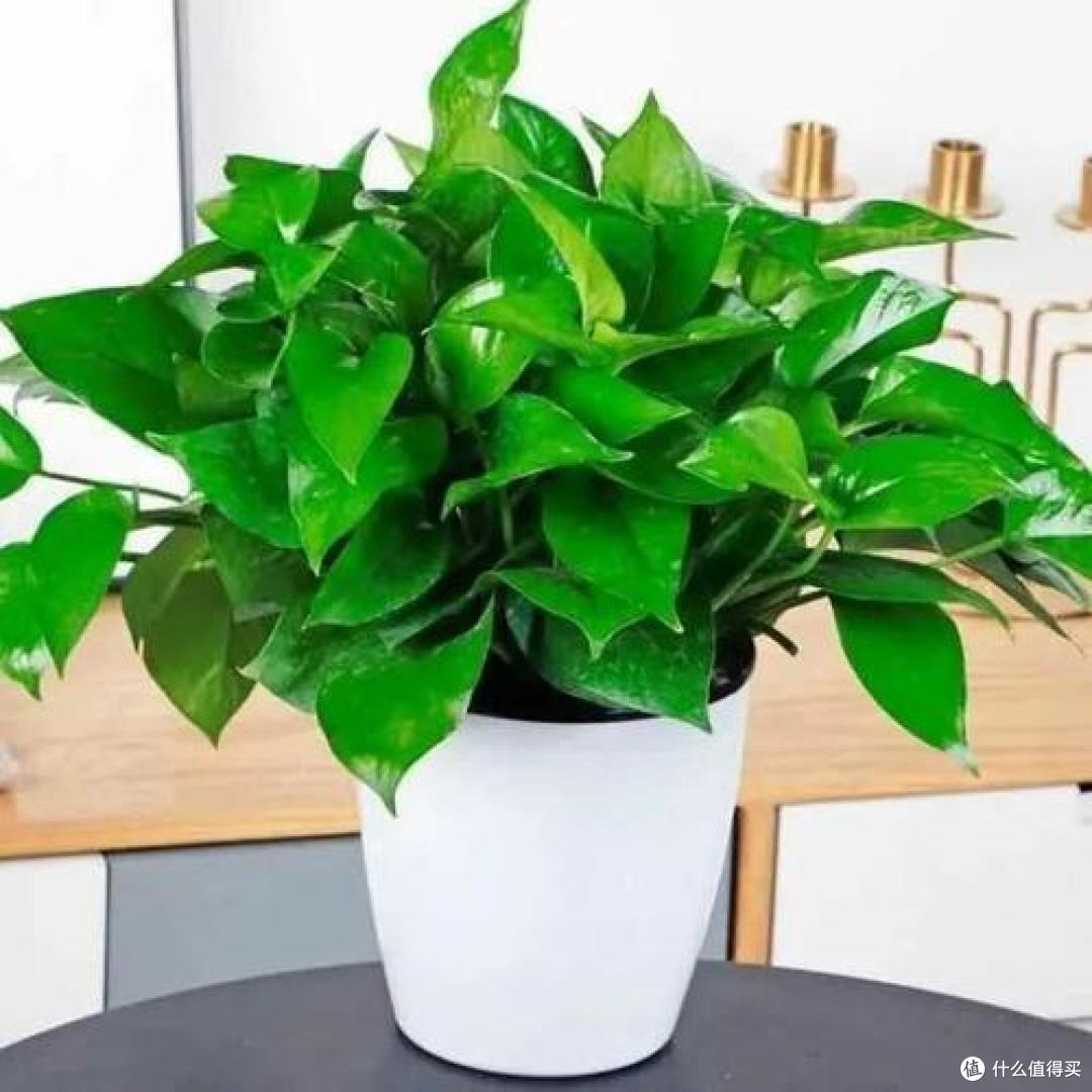 10月后,家里的花草“剃光头”,下手要快、准、狠,长势才旺