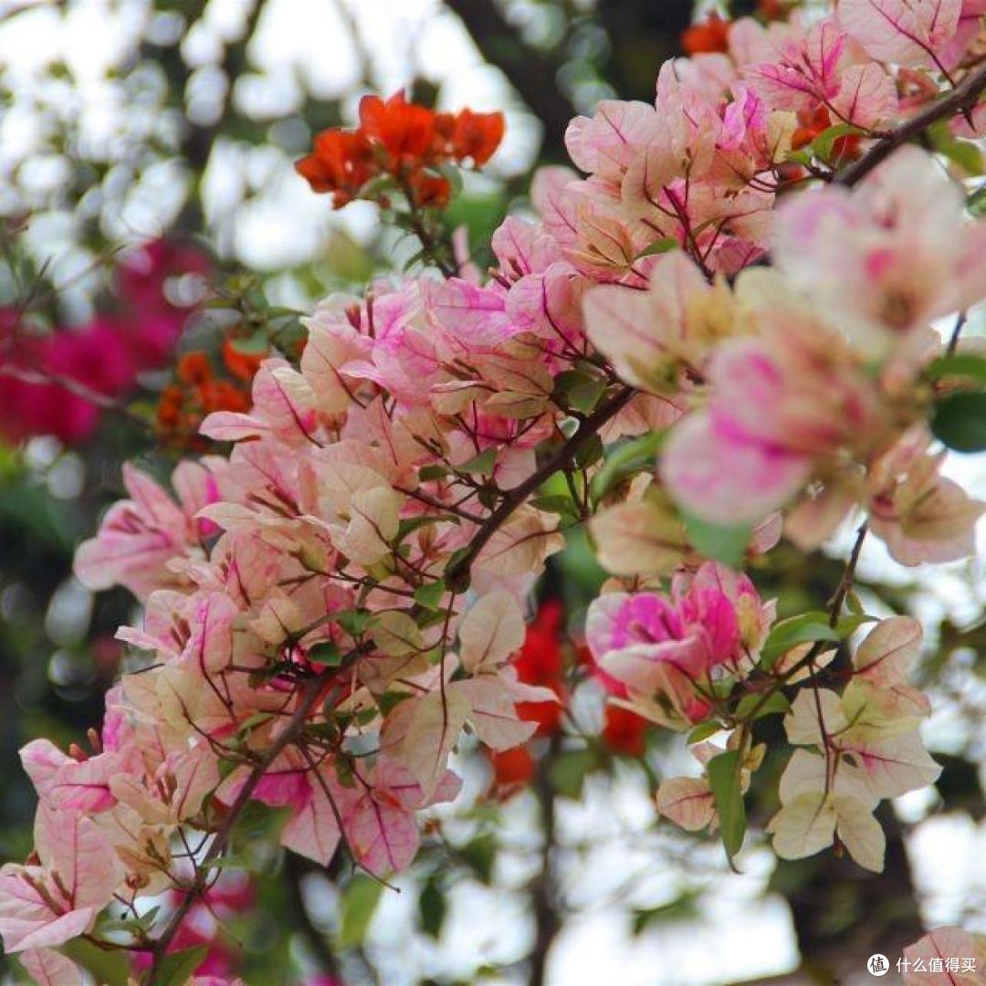 10月后,家里的花草“剃光头”,下手要快、准、狠,长势才旺