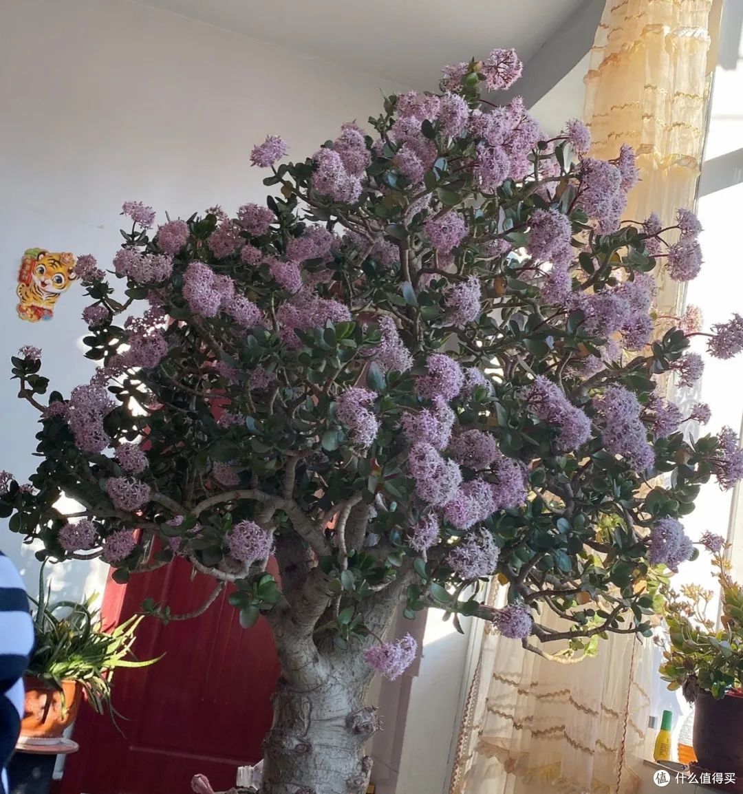 河南一太太,因“客厅玉树花开”走红,真羡慕,妥妥的视觉盛宴