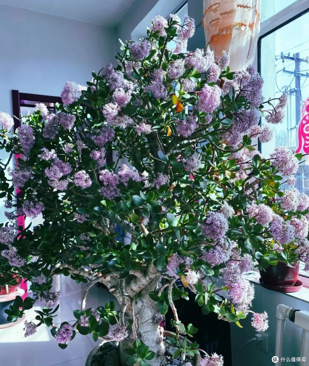 河南一太太,因“客厅玉树花开”走红,真羡慕,妥妥的视觉盛宴