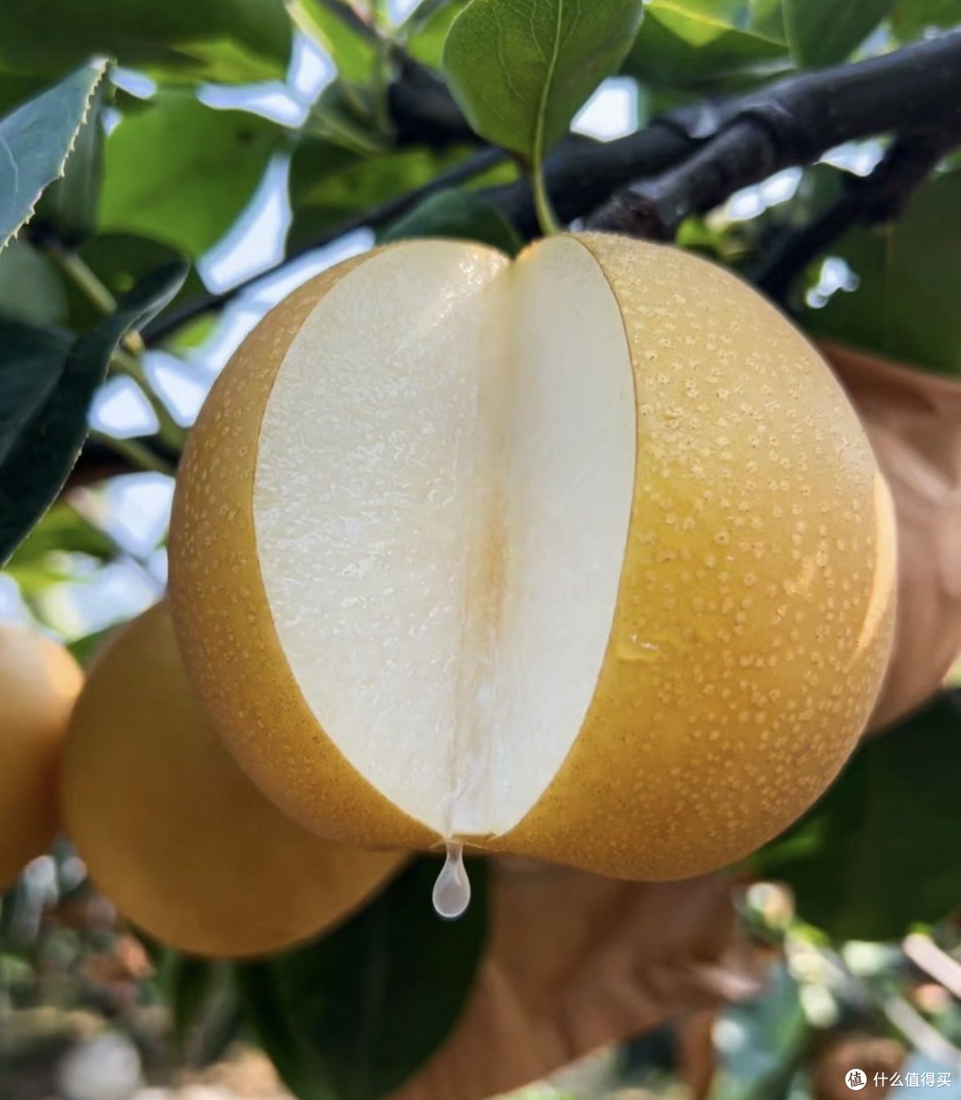 秋月梨:润肺降噪,让你清爽整个秋天!_新鲜水果_什么值得买