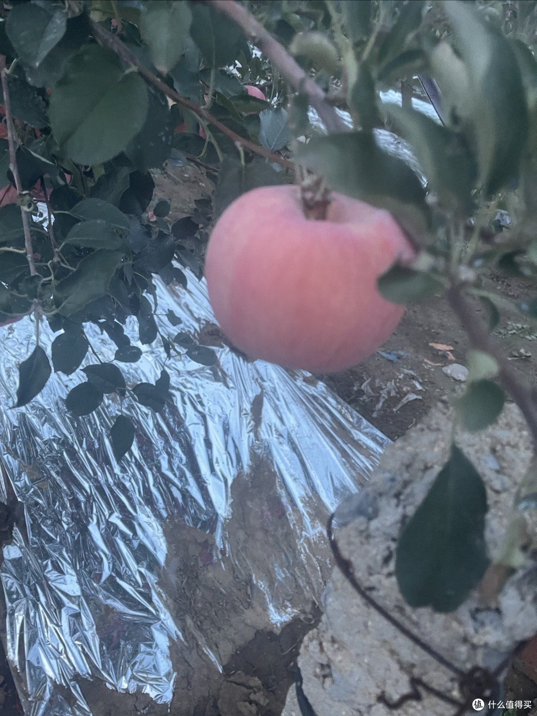 又到了吃新鲜苹果的时候了……