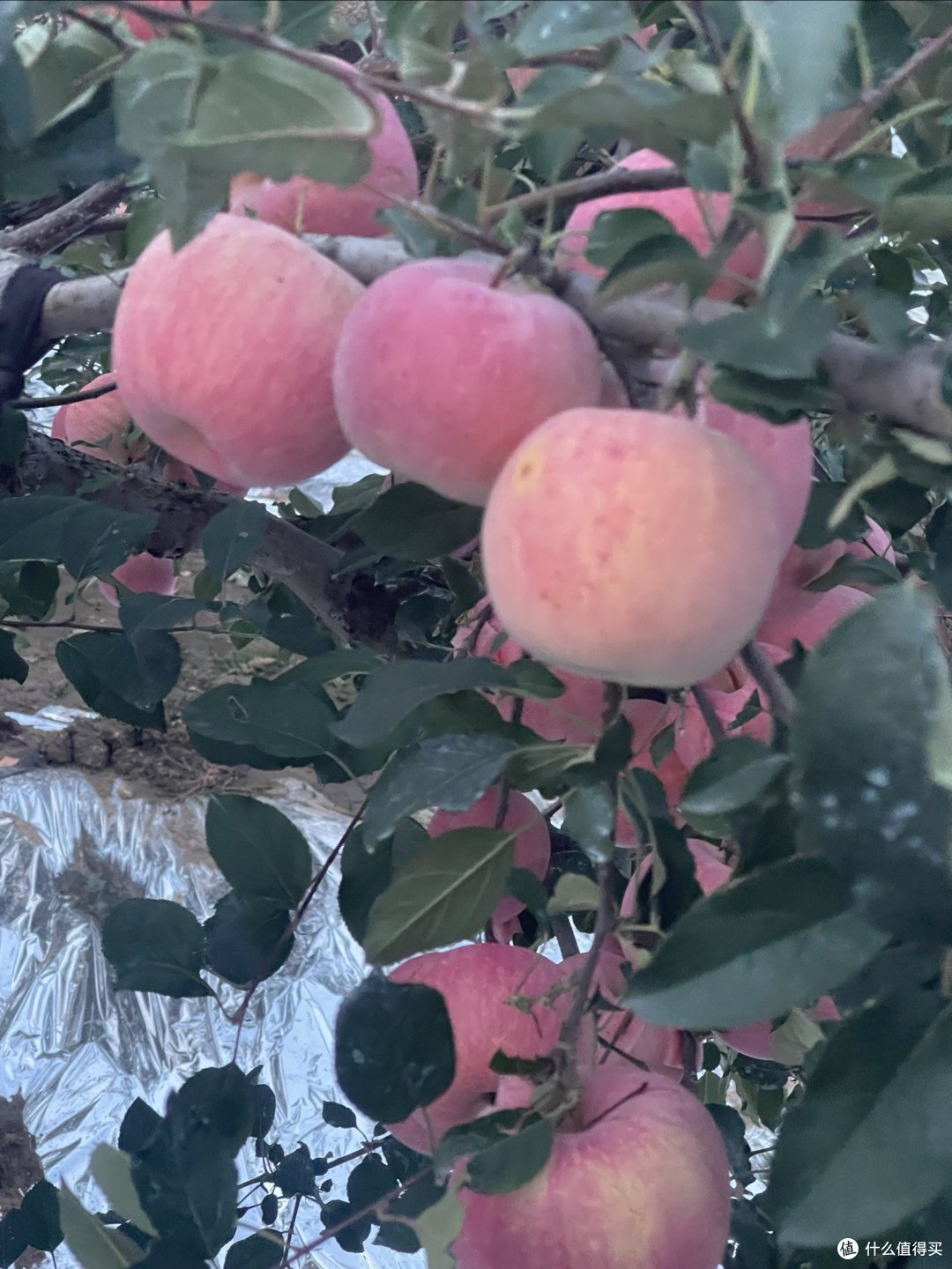 又到了吃新鲜苹果的时候了……