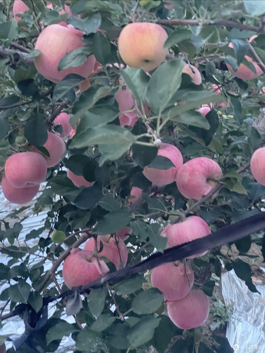 又到了吃新鲜苹果的时候了……