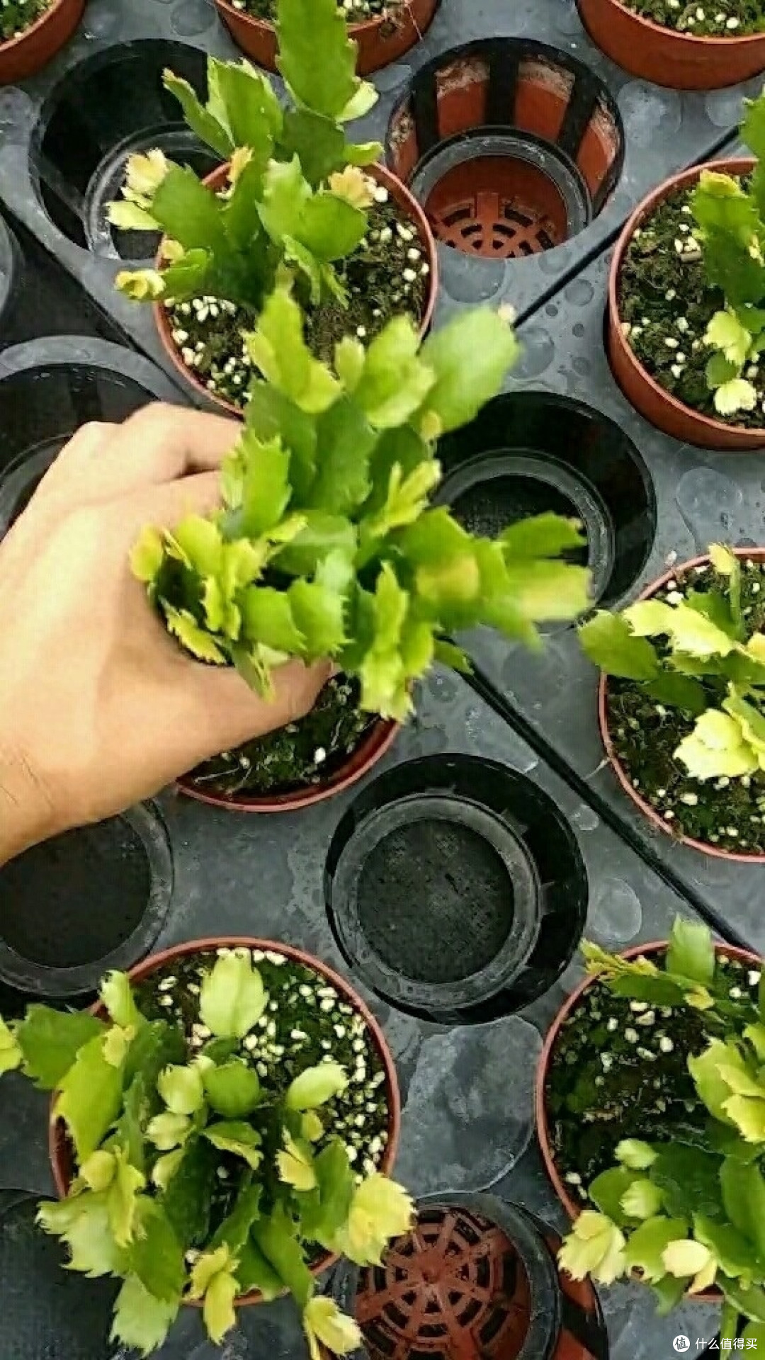 养蟹爪兰,做到“3步”,开成层层叠叠的瀑布花海,超级漂亮