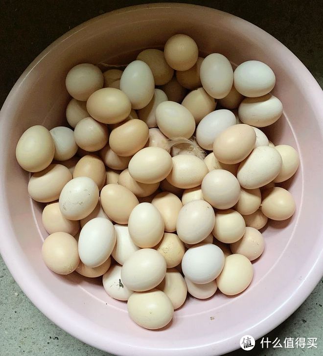 乌鸡蛋和土鸡蛋哪个更有营养?