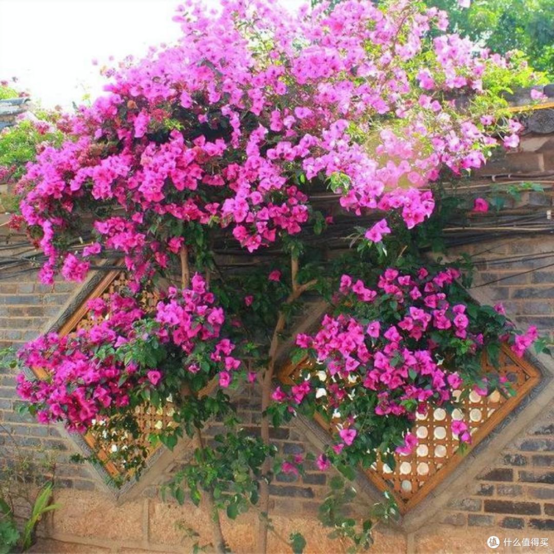 三角梅“控水就能开花”?想法不错,但很多人搞错了,难怪养不好