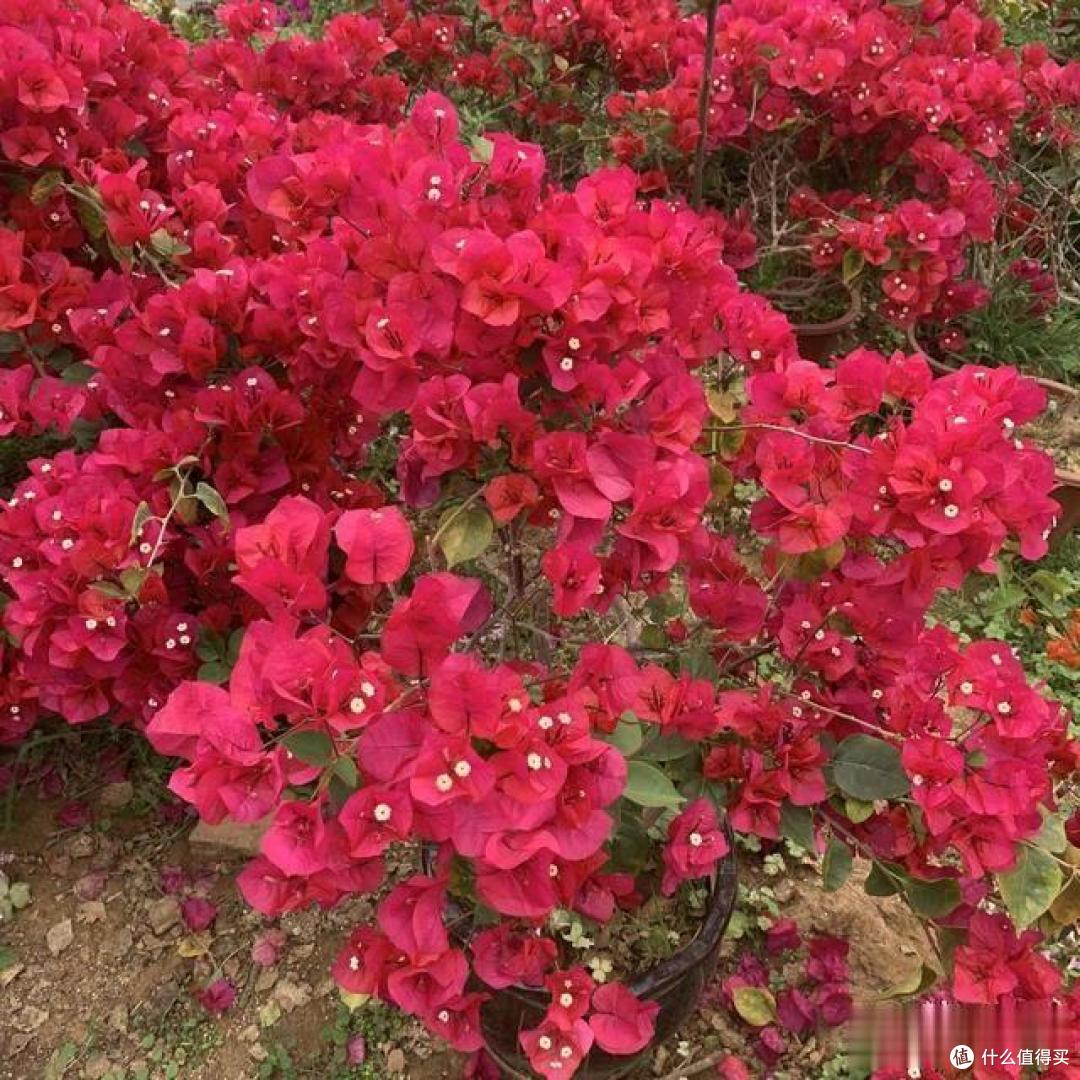 三角梅“控水就能开花”?想法不错,但很多人搞错了,难怪养不好