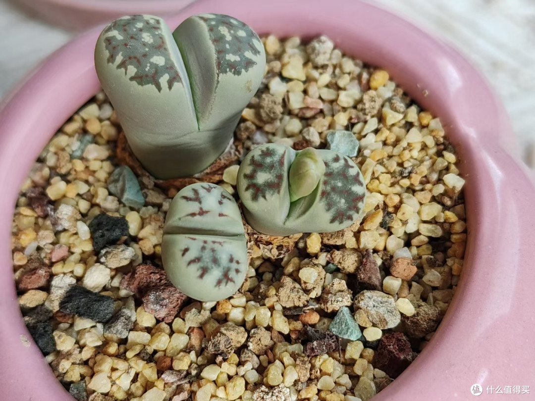 生石花开出黄黄的小花了