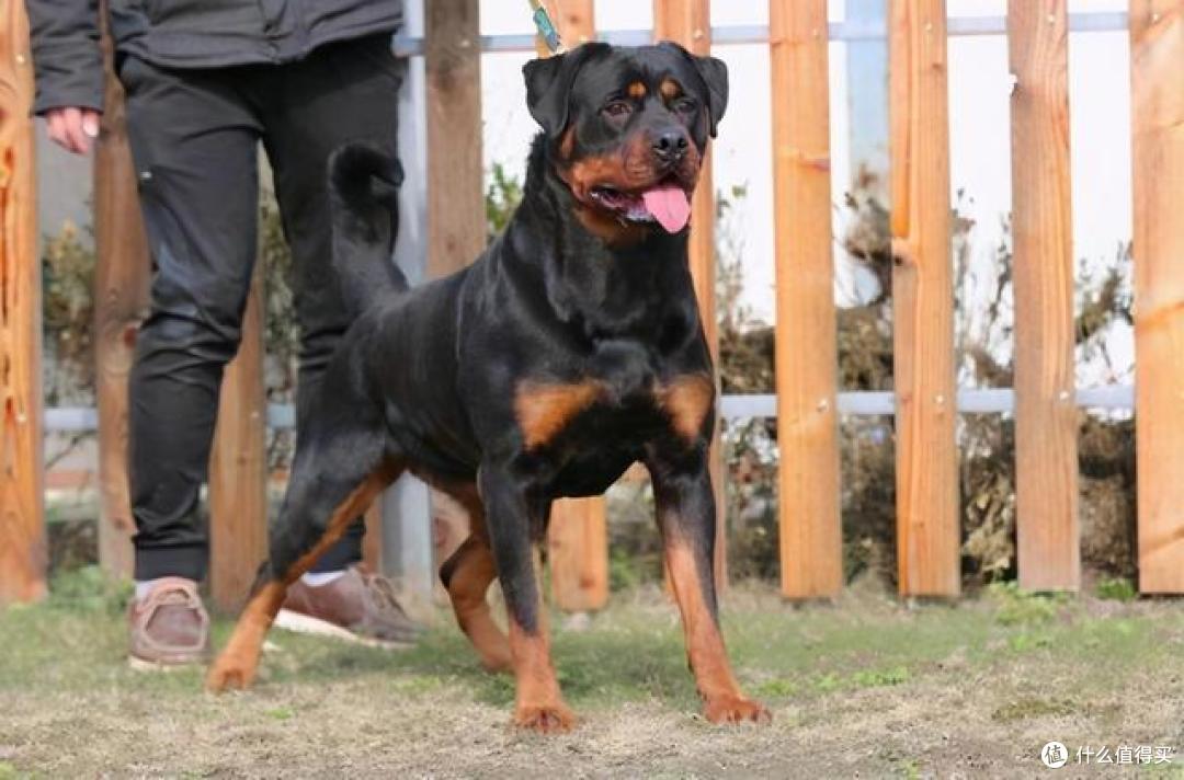 养犬不牵绳?最新的禁养犬清单,看到这些可报警!给孩子、老人一个安全环境