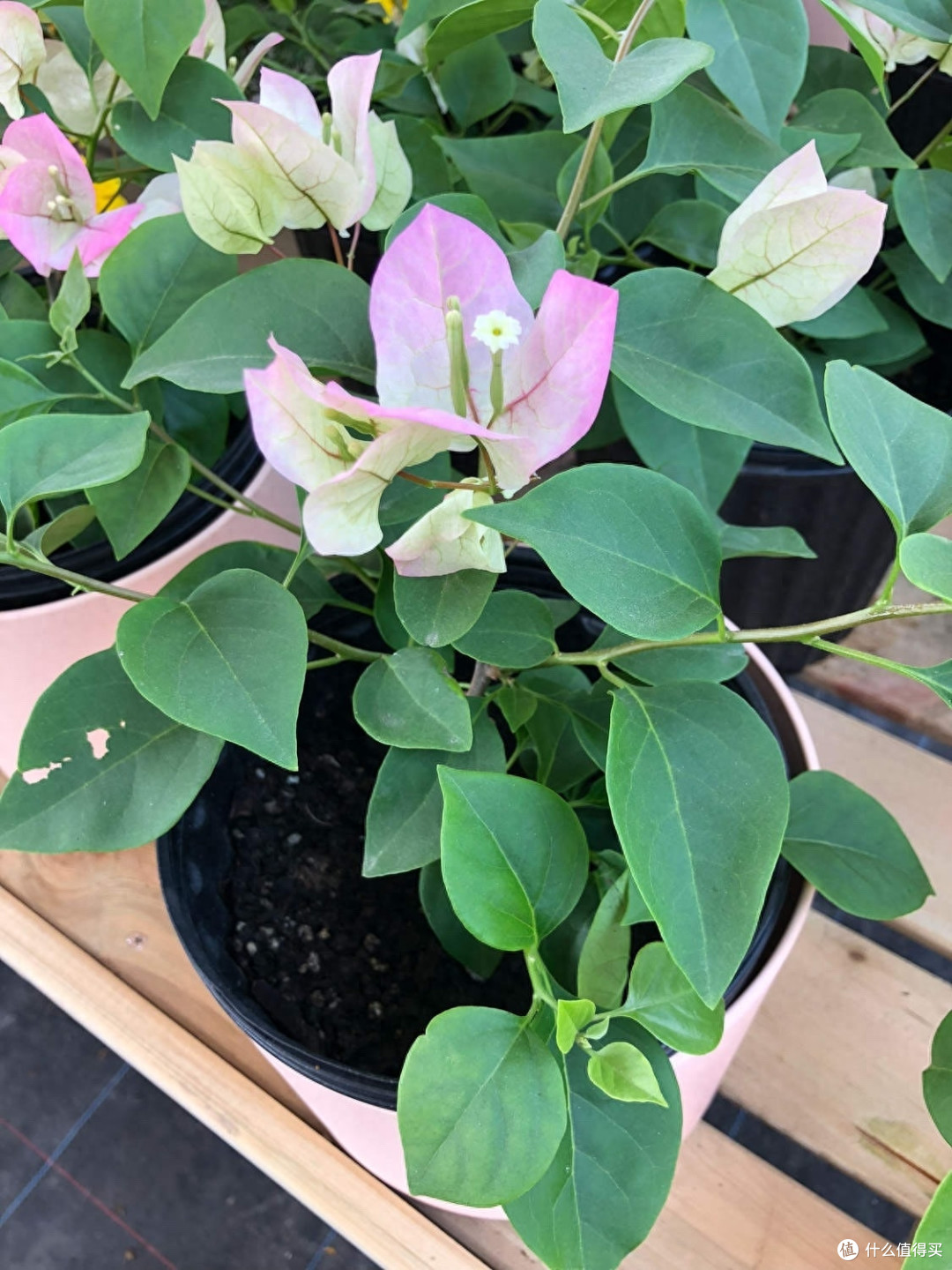 三角梅的养护“3要领”,花量更大,开花满枝,太鲜艳太好看了