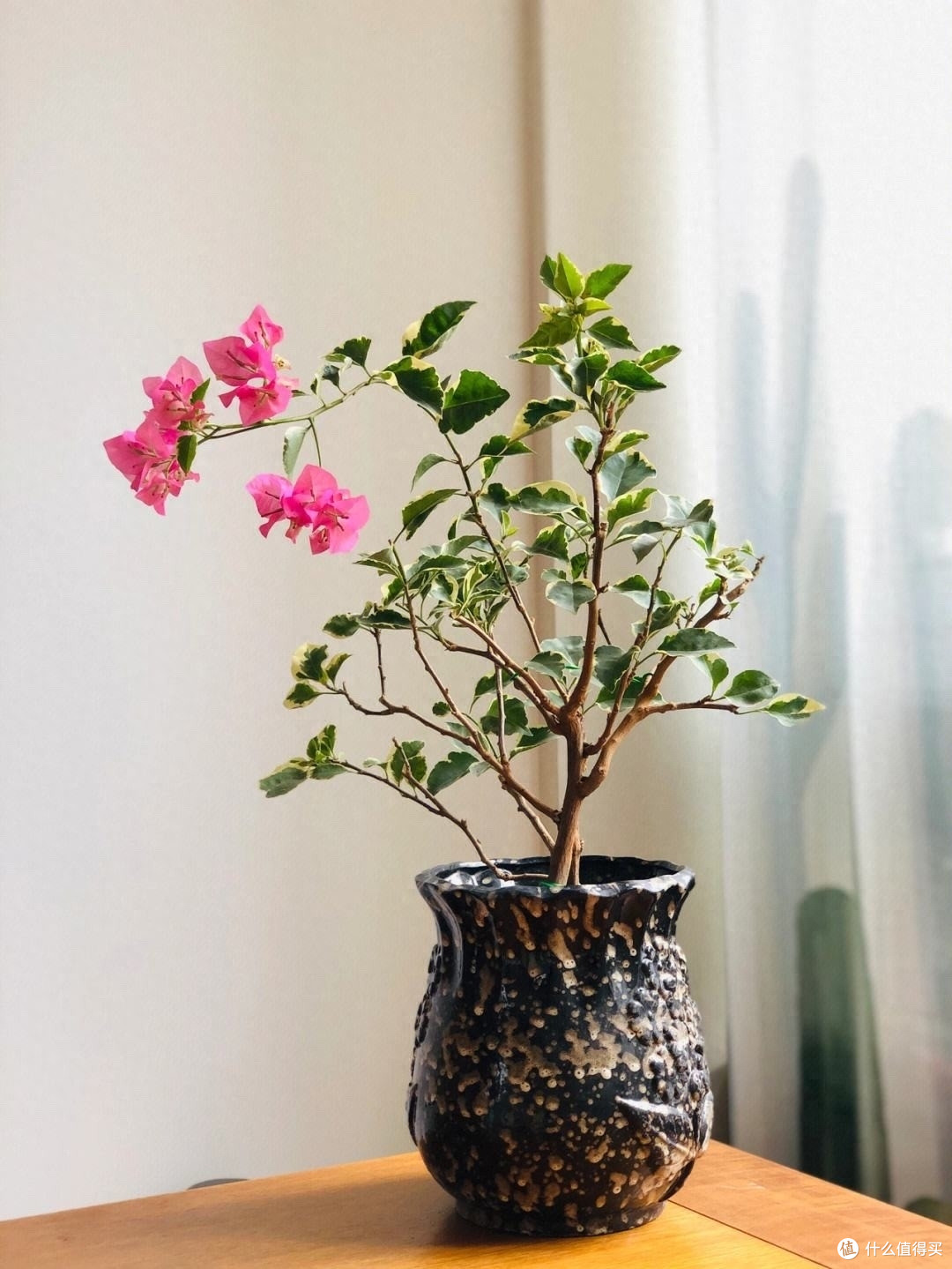 三角梅的养护“3要领”,花量更大,开花满枝,太鲜艳太好看了