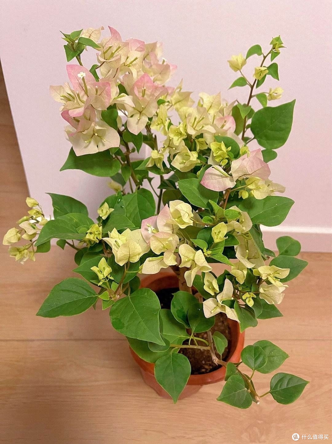 三角梅的养护“3要领”,花量更大,开花满枝,太鲜艳太好看了