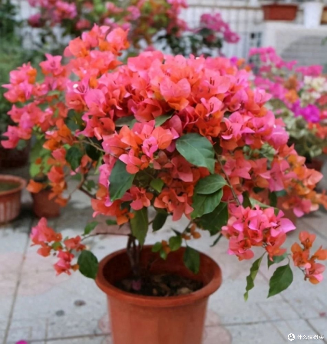 三角梅的养护“3要领”,花量更大,开花满枝,太鲜艳太好看了