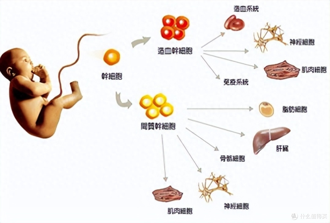 运动对人的寿命有影响吗?