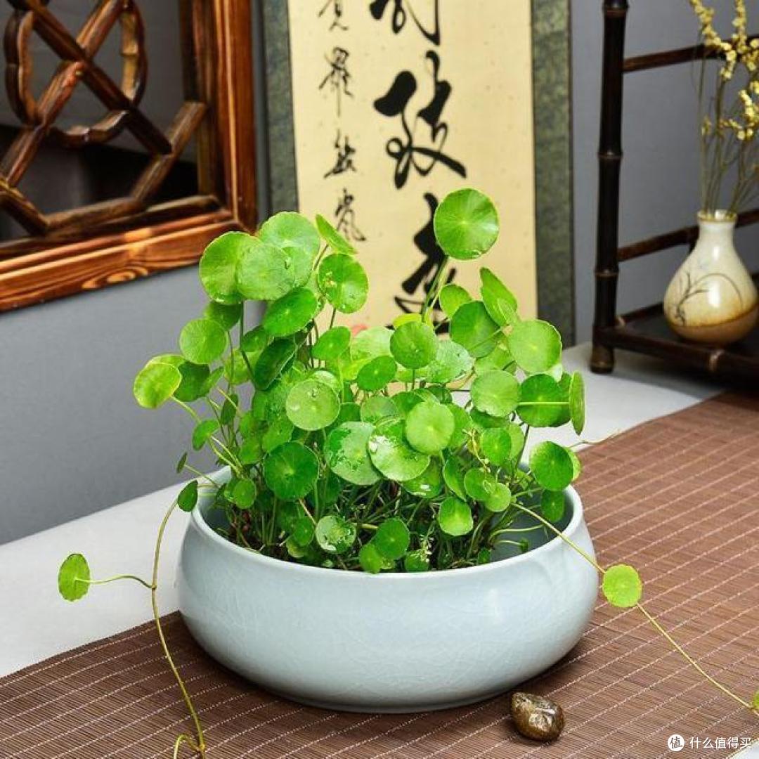 5种花佛系养不好,多修剪才能“再生”,剪得越狠开得越好