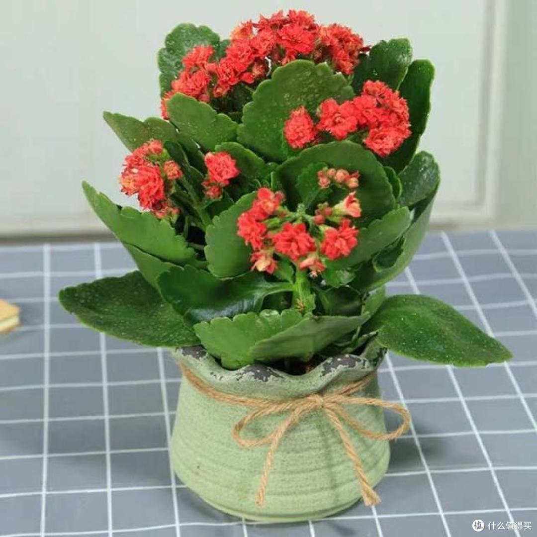 5种花佛系养不好,多修剪才能“再生”,剪得越狠开得越好