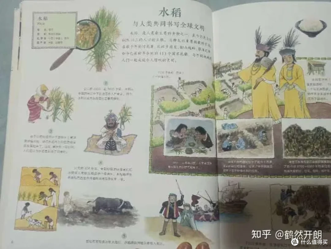 鹤然开朗--你是不是也五谷不分?