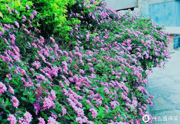 原色花卉病害虫百科 7 6531f71cec0a53112.png_e600.jpg