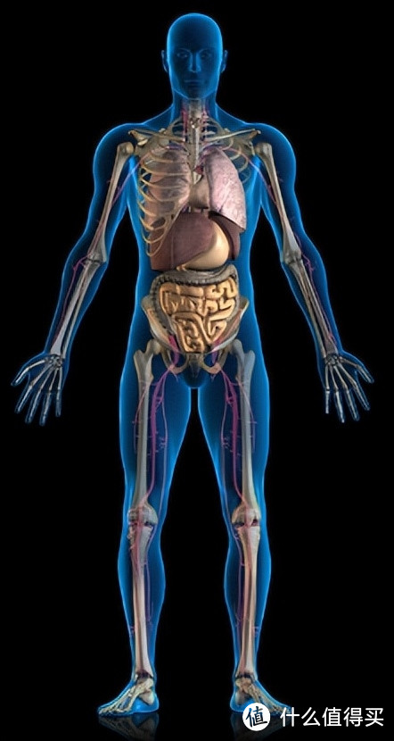 人体哪些器官可以被替代？