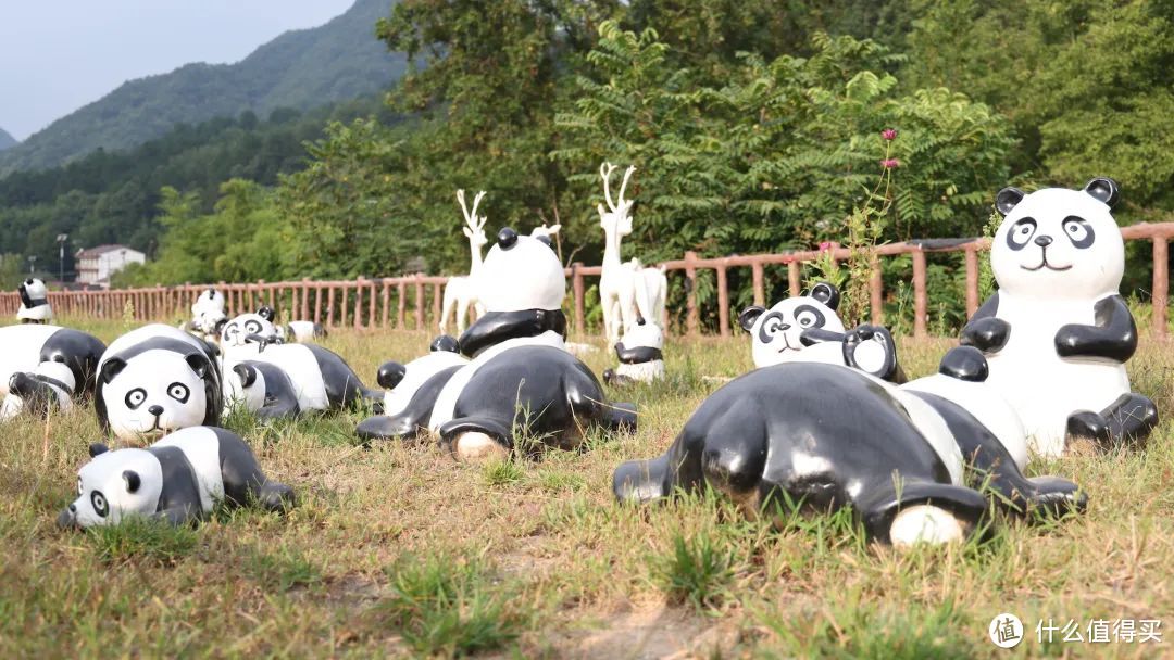 找到一个看熊猫的好地方，不用排队熊猫超会整活儿！