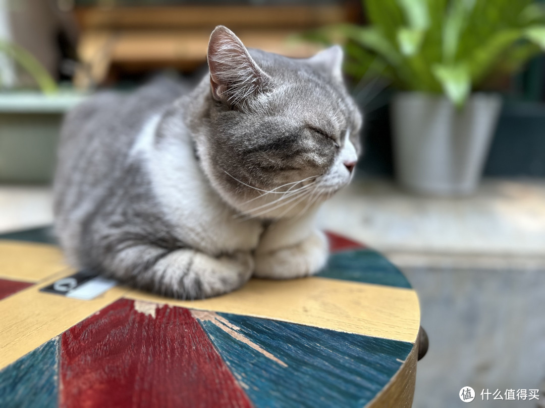《猫咖探店:寻找猫咪的治愈时光》