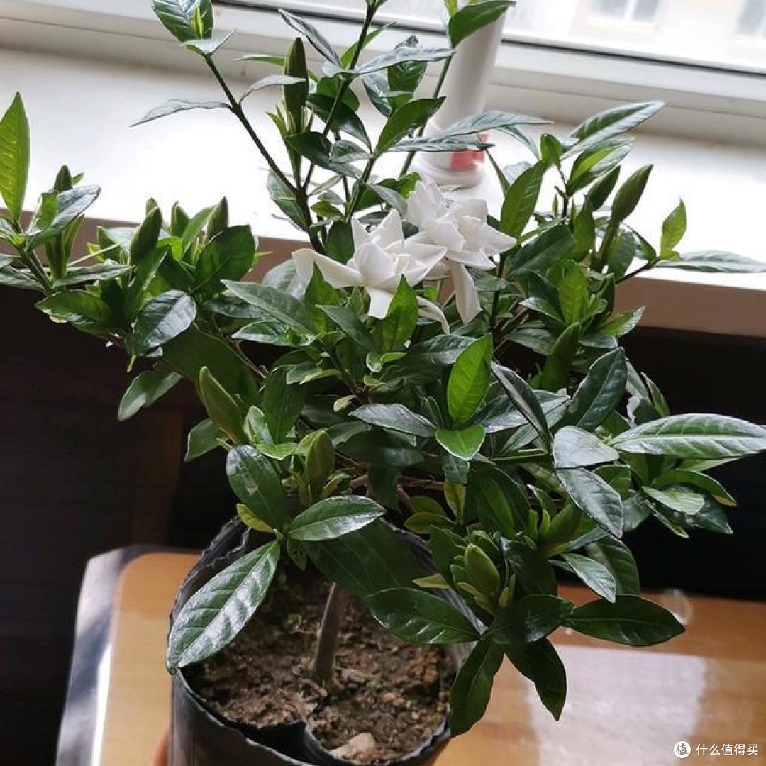 秋天养栀子花,做好“3多1少1换”,到了秋末,很可能会再次开花
