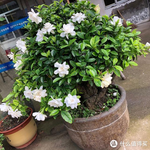 秋天养栀子花,做好“3多1少1换”,到了秋末,很可能会再次开花