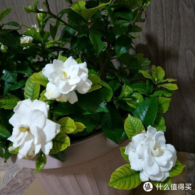 秋天养栀子花,做好“3多1少1换”,到了秋末,很可能会再次开花