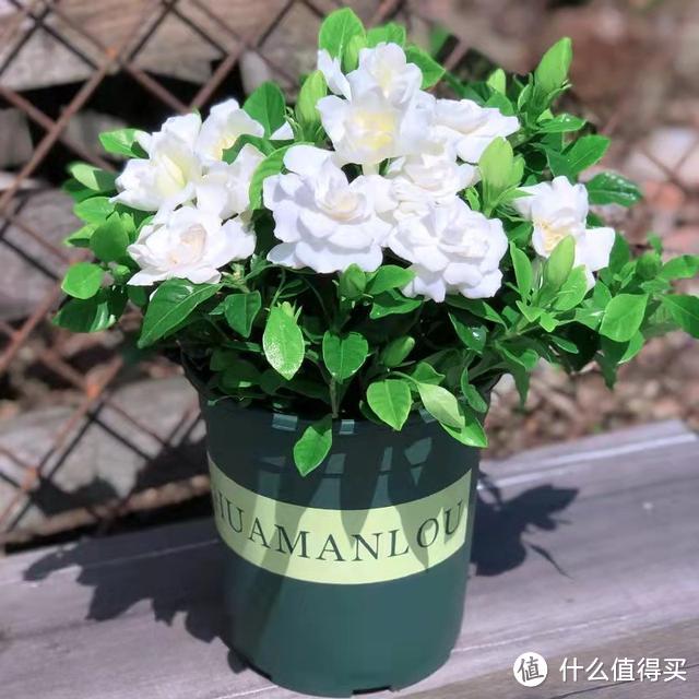秋天养栀子花,做好“3多1少1换”,到了秋末,很可能会再次开花