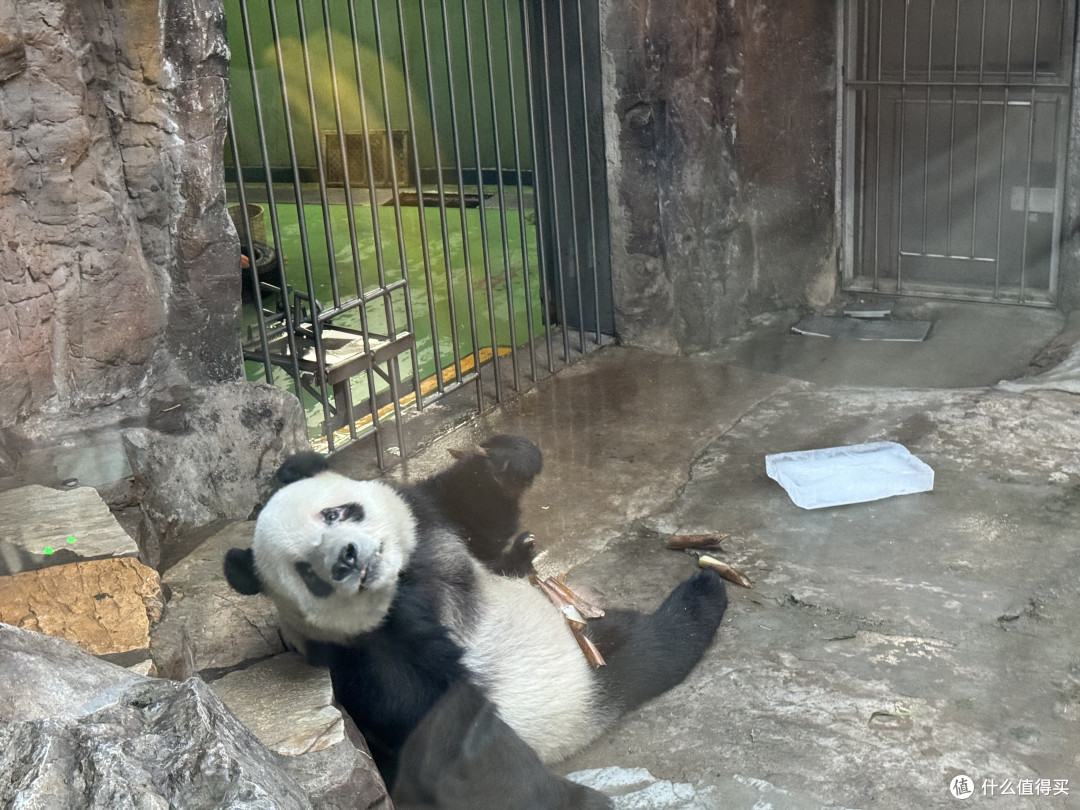 北京动物园看熊猫
