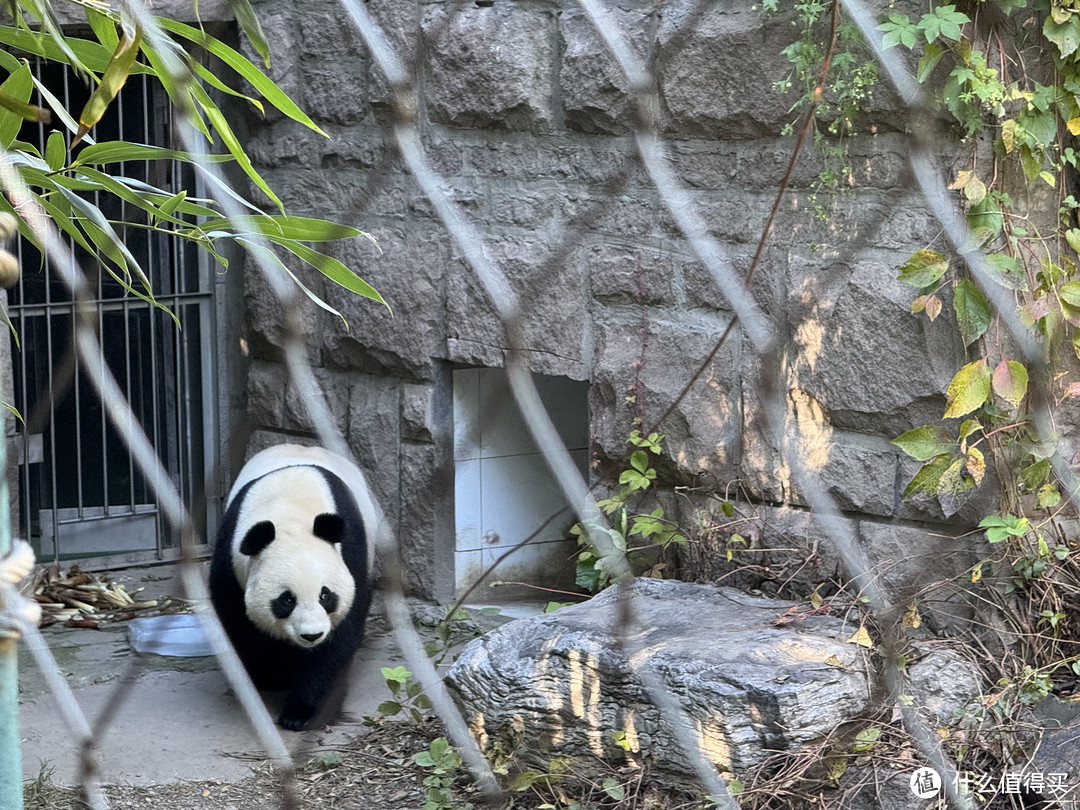 北京动物园看熊猫