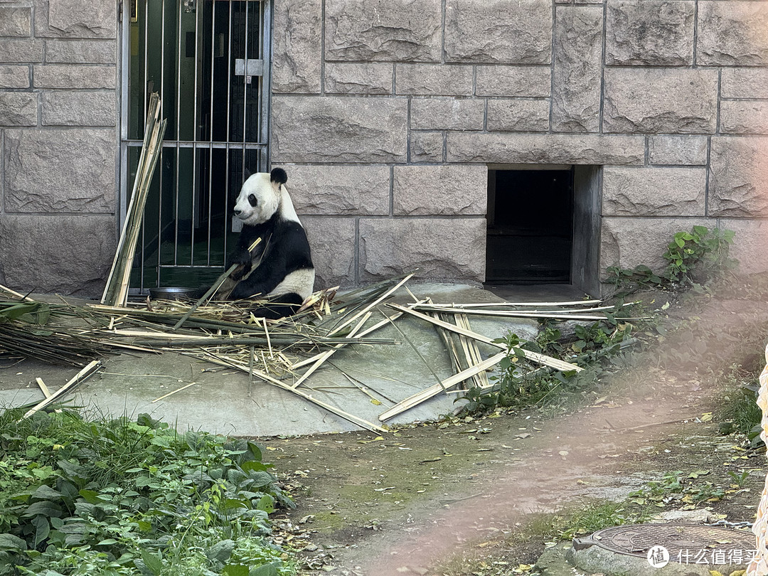 北京动物园看熊猫