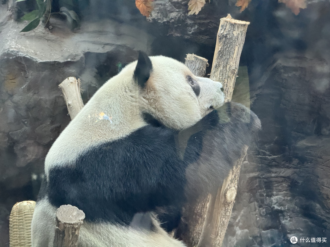 北京动物园看熊猫