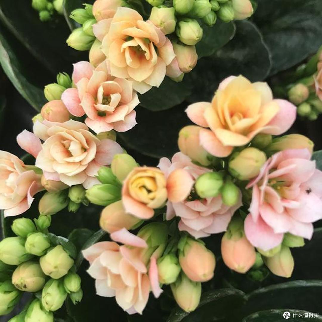 10月份过后,家里有这7种花的,要多晒太阳,才能花多色艳!
