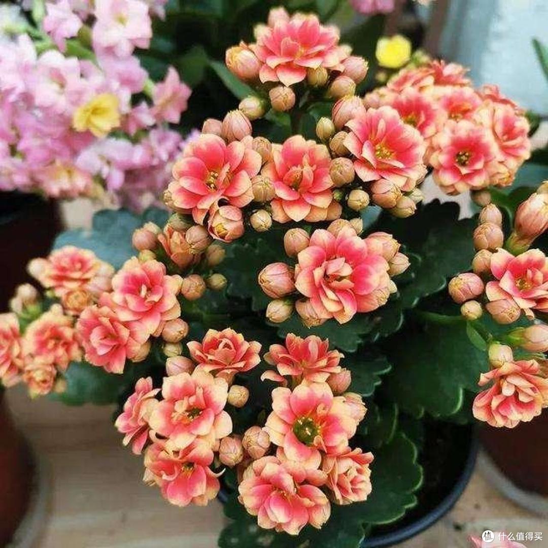 10月份过后,家里有这7种花的,要多晒太阳,才能花多色艳!