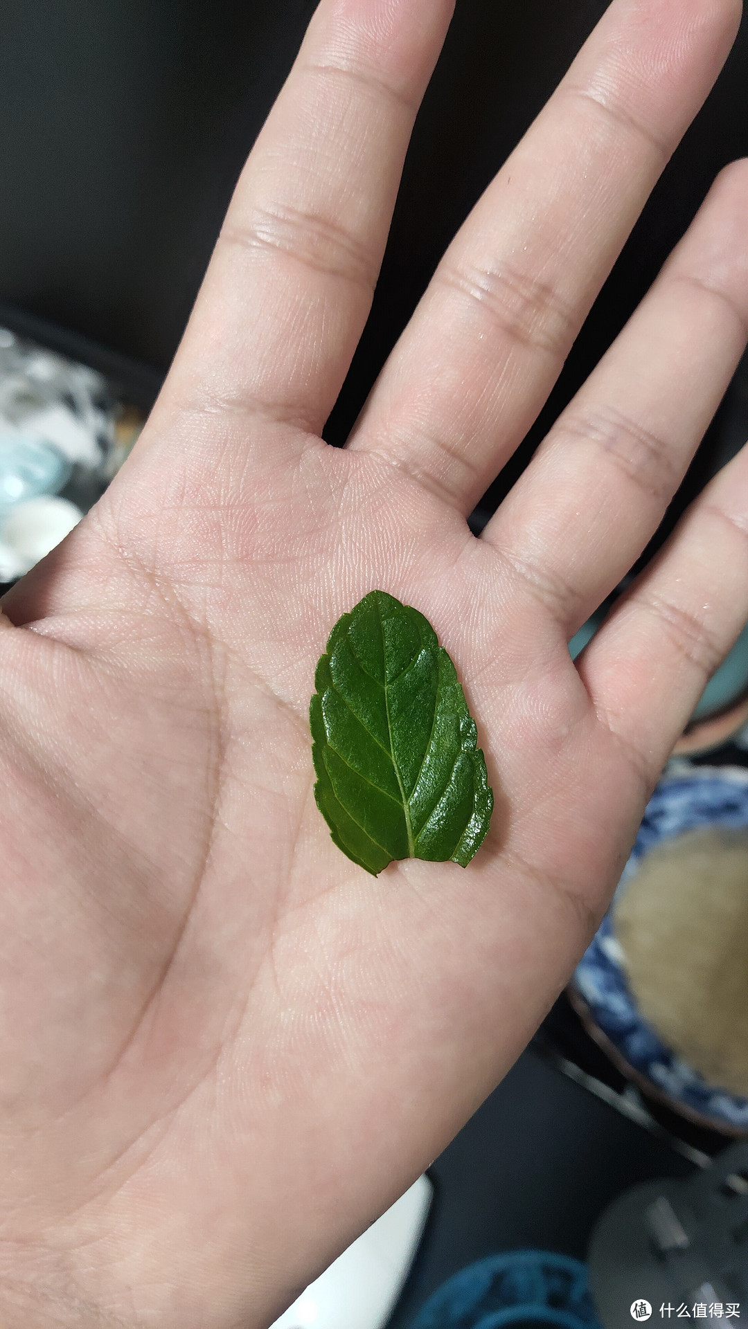 想要神清气爽?薄荷来帮忙!