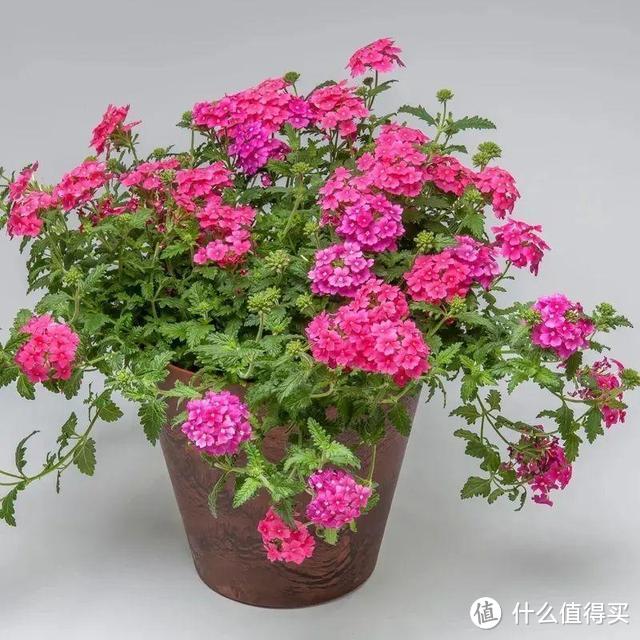 这5种花是“开花机器”，冬天也能开花，喜欢养花，这几种就够了