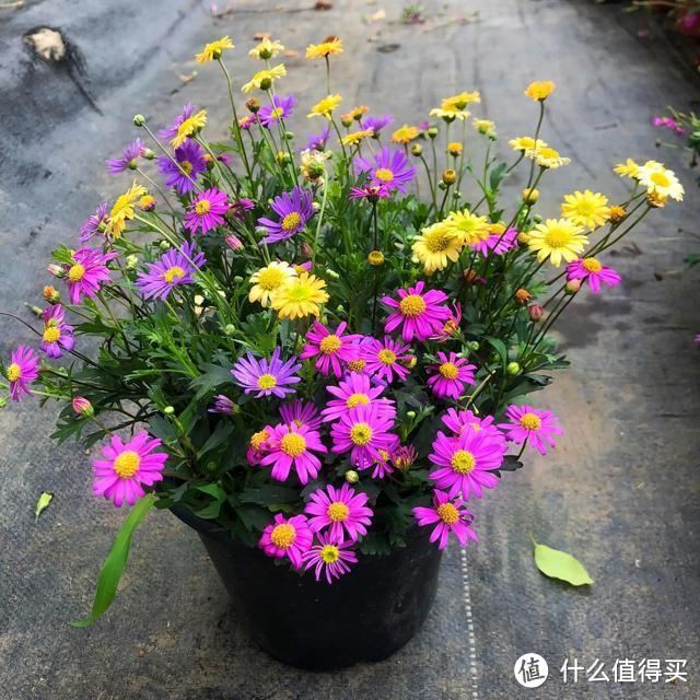 这5种花是“开花机器”，冬天也能开花，喜欢养花，这几种就够了