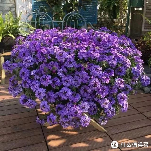 这5种花是“开花机器”，冬天也能开花，喜欢养花，这几种就够了