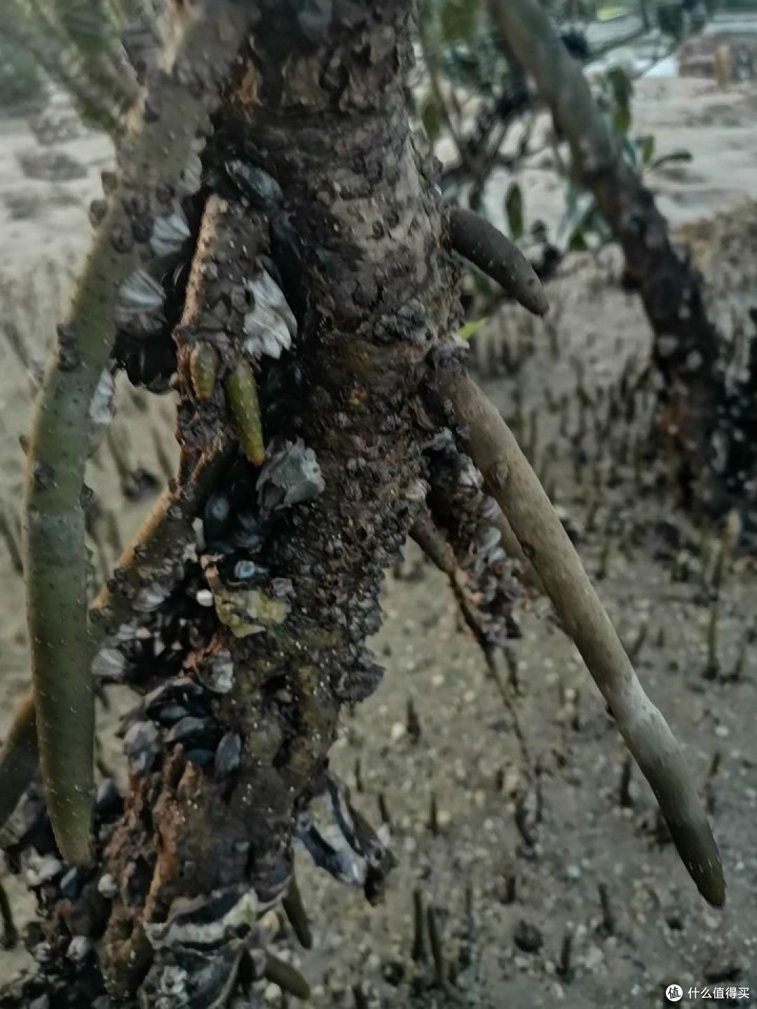 畅游粤桂贵滇，开启4000公里的奇幻之旅！-day14-赶海篇