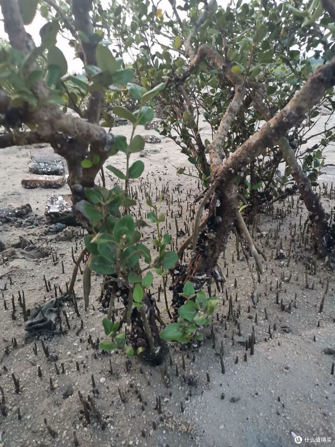 畅游粤桂贵滇，开启4000公里的奇幻之旅！-day14-赶海篇