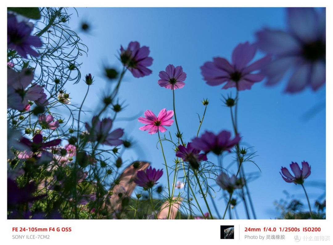 索尼全画幅机身安排好了，镜头怎么选？新入坑的摄影爱好者双十一买它准错不了