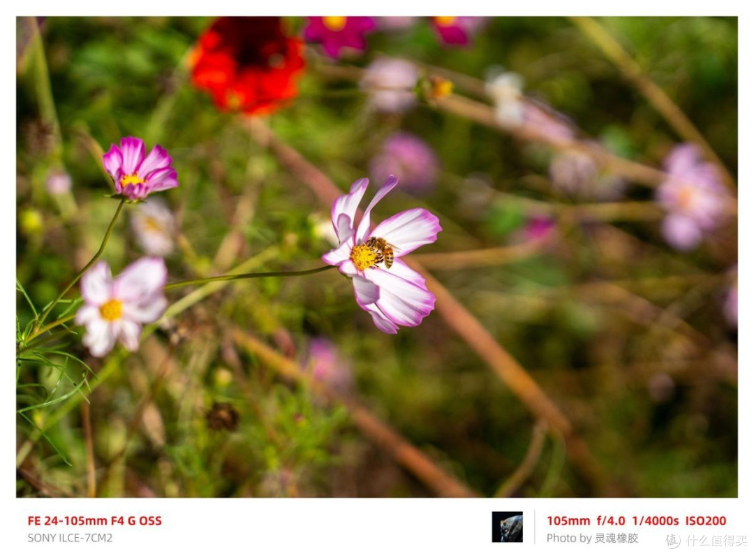 索尼全画幅机身安排好了，镜头怎么选？新入坑的摄影爱好者双十一买它准错不了