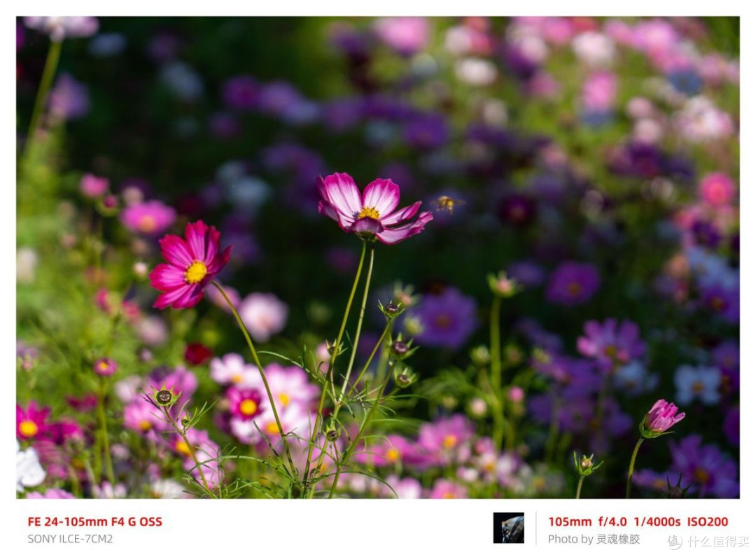 索尼全画幅机身安排好了，镜头怎么选？新入坑的摄影爱好者双十一买它准错不了