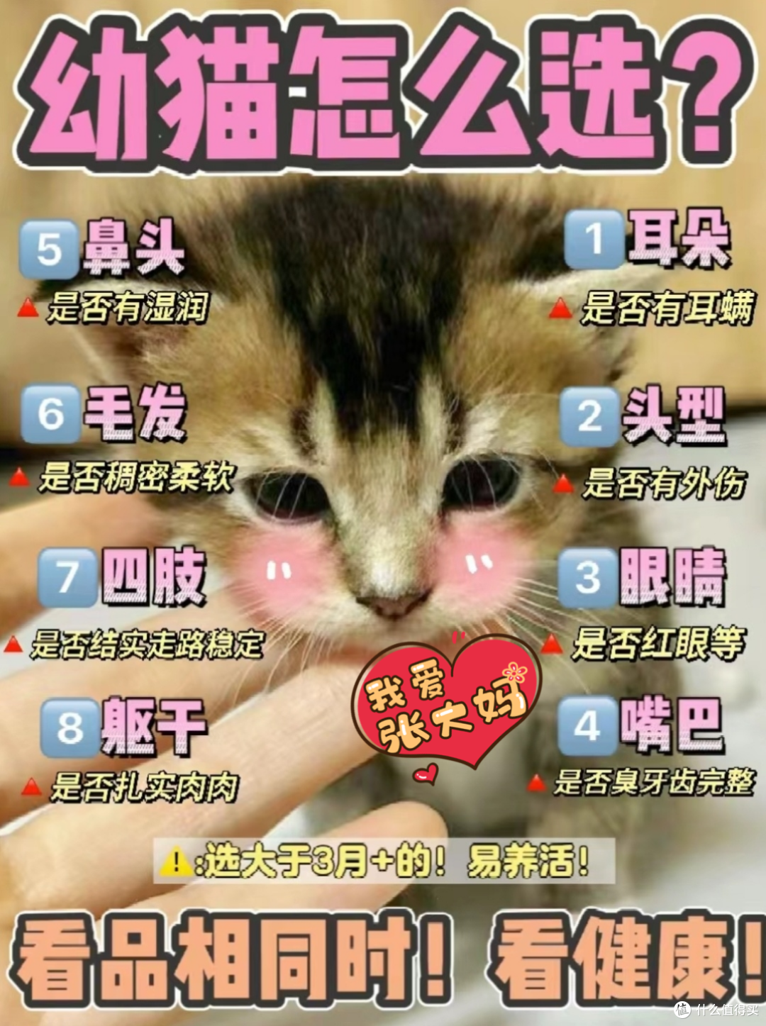 新手养幼猫可以进来看看